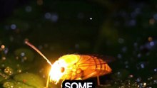 Nature’s Hidden Superpower: Creatures That Glow in the Dark 🌌✨ #reels #Bioluminescence #GlowingAnimals #OceanMystery #AmazingFacts