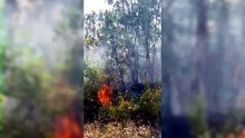 Incendi in provincia di Pisa: le fiamme nel bosco di Peccioli