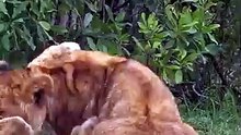 Cute Baby Lion Cubs Playing