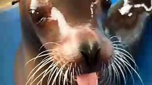 ssstik.io_@so.funny.pets_1777546948006