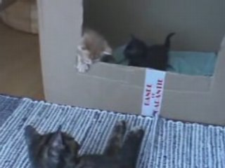 Sortis boite chatons hoches