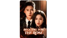 Begging for the Rose #englishsub