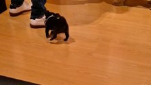 Je suis un kangourou… puis un dinosaure 😭🐶