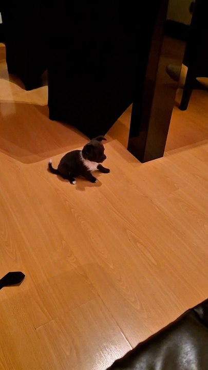 Il pense pouvoir m’échapper… il a tort ! 😤🐶