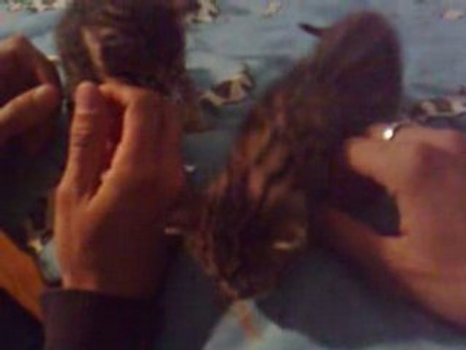 Piti cat