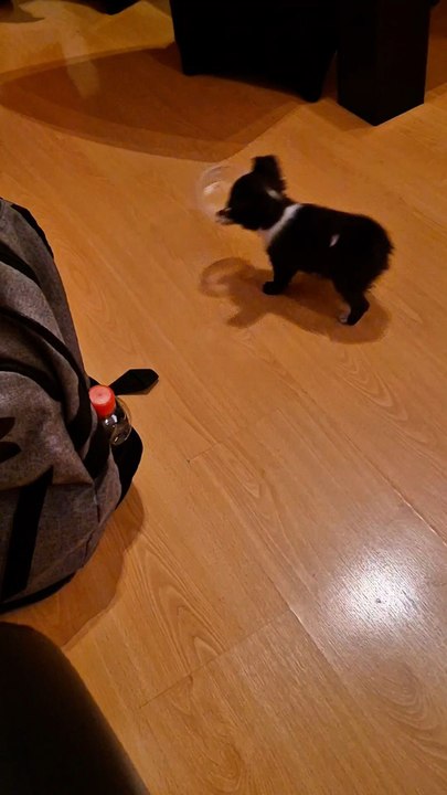 Je protège ma gamelle comme un trésor 😤🐶