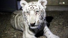 Capturan y evalúan a tigre que deambulaba en fraccionamiento de Tlajomulco