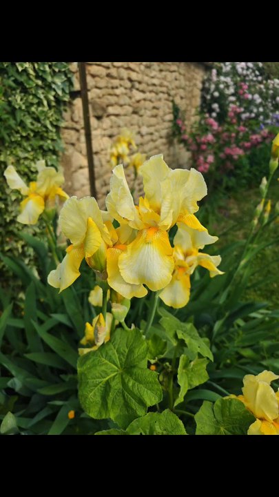 Fleurs