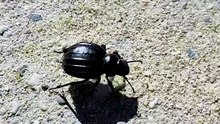 Beetle walking