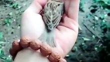 This little bird just wants to hang out