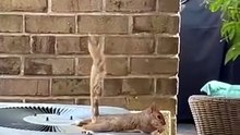 Just a squirrel living its best life on the AC