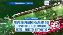 Τέλος της επιχείρησης διάσωσης: Η φάλαινα Timmy στη Βόρεια Θάλασσα