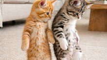 Lets dance