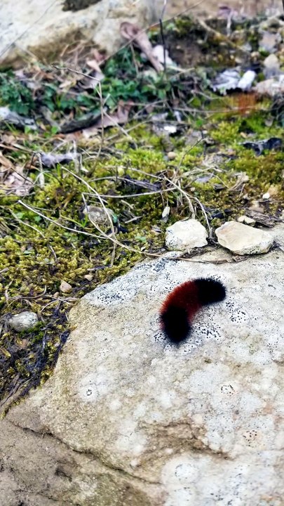 Found a caterpillar! | #SparklegleamFarm #Bug #homestead