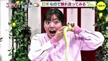 田村友里アナを悪質な蛇を触らせる動画