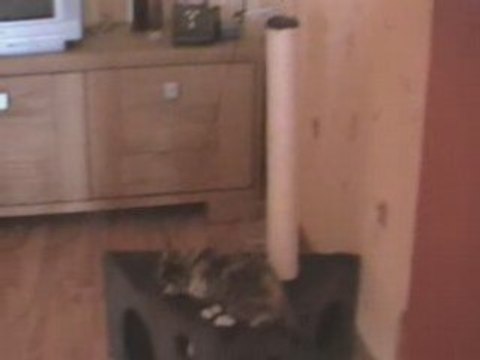 Funny Kitten - Chaton et arbre à chats