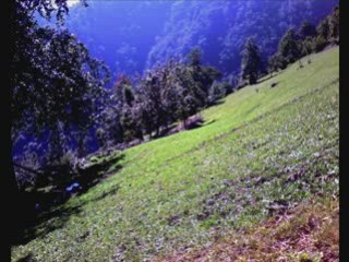 ARAKLI ERENLER (K.CİMLA) ÇUHUR TEP EZEK YAPRAKLI YAYLASI