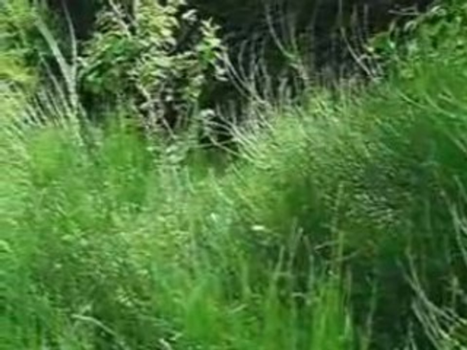 Airsoft NiceMal PARTY de la team T.A.F