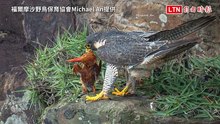 貢寮遊隼育雛獵殺「紅色法拉利」 精彩度破表