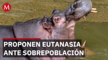 Colombia busca frenar hipopótamos con eutanasia