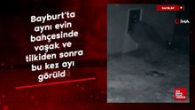 Bayburt'ta aynı evin bahçesinde vaşak ve tilkiden sonra bu kez ayı görüldü