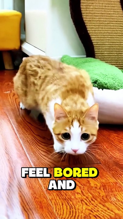#Cats #PetNutrition #CatCare #Petscare #petsusa