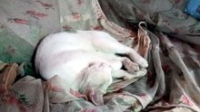Sweet cat