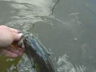 Bass No-Kill Fishing Technique 🎣