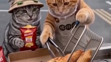 The Hachimi Cook: Secret Ingredient is Purr-fect