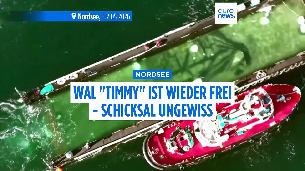 Kritik: wal "timmy" in stark befahrener schifffahrtsroute freigelassen
