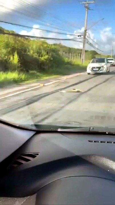 Cobra atravessa pista em bairro de Salvador e motorista registra o momento; assista