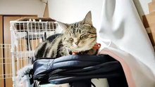 リュックの上でくつろぐシフォン3