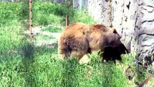 Öksüz yavru zebra "Gözde"ye zürafalar sahip çıktı