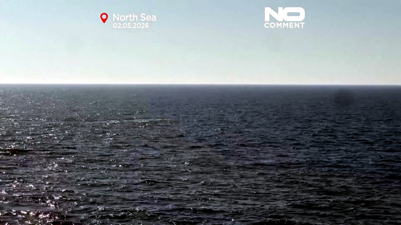 In Deutschland gestrandeter Buckelwal kehrt in die Nordsee zurück