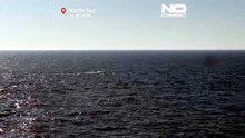 Застрявшего у берегов Германии горбатого кита выпустили в Северное море