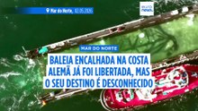 Uma história feliz. Baleia "Timmy" finalmente libertada no Mar do Norte