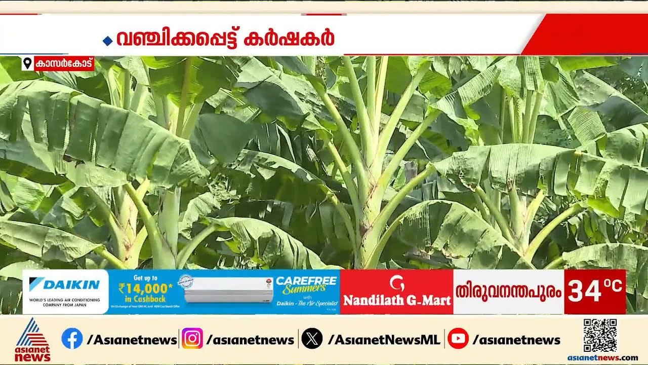 5 മാസം കൊണ്ട് കുലച്ചില്ല; നേന്ത്രവാഴ കർഷകരെ പറ്...