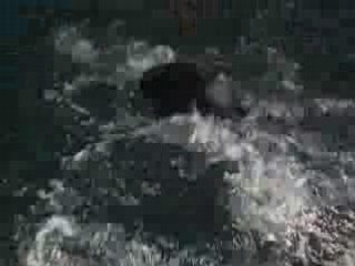 nutrias en el oceanario