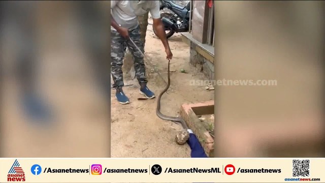 ഓമശ്ശേരിയിൽ വീടിനോട് ചേർന്ന് പറമ്പിൽ നിന്ന് മൂർഖൻ പാമ്പിനെ പിടികൂടി | Kozhikode | Cobra