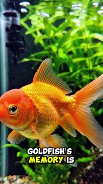 .2 Mind-Blowing Facts About Goldfish! 🧠👀 #wildlife #animalfacts #amazingfacts #goldfish