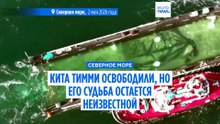 Завершение спасательной операции: горбатый кит "Тимми" отпущен на волю в Северном море
