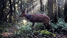 Bushbuck Forest Stealth Walk