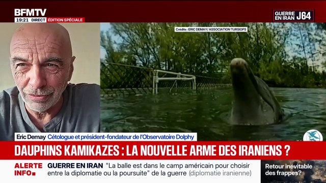 Dauphins kamikazes: Cela fait déjà depuis les années 60 que les Américains et les Russes utilisent les cétacés pour des missions , raconte Éric Demay, président-fondateur de l'Observatoire Dolphy