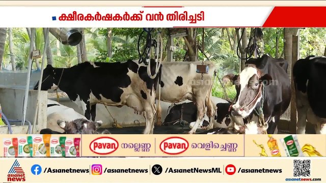 കനത്ത ചൂടിൽ സംസ്ഥാനത്തെ പാലുത്പാദനം പകുതിയായി കുറഞ്ഞു | Kerala Cow Milk production | Dairy farmers