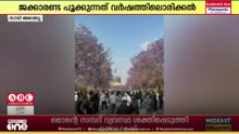 സൗദി അബഹയിൽ ജക്കാരണ്ട പൂക്കാലത്തിന് തുടക്കം; സന്ദർശകരുടെ ഒഴുക്ക്; കുടുംബത്തോടൊപ്പം മലയാളികളും