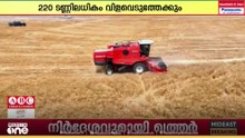 ഒമാനിലെ ബുറൈമി ഗവർണറേറ്റിൽ ഗോതമ്പ് വിളവെടുപ്പ് സീസണിന് തുടക്കം