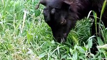 Relaxing 8 Minutes of a Baby Goat Grazing with His Best Friend (No Talking)