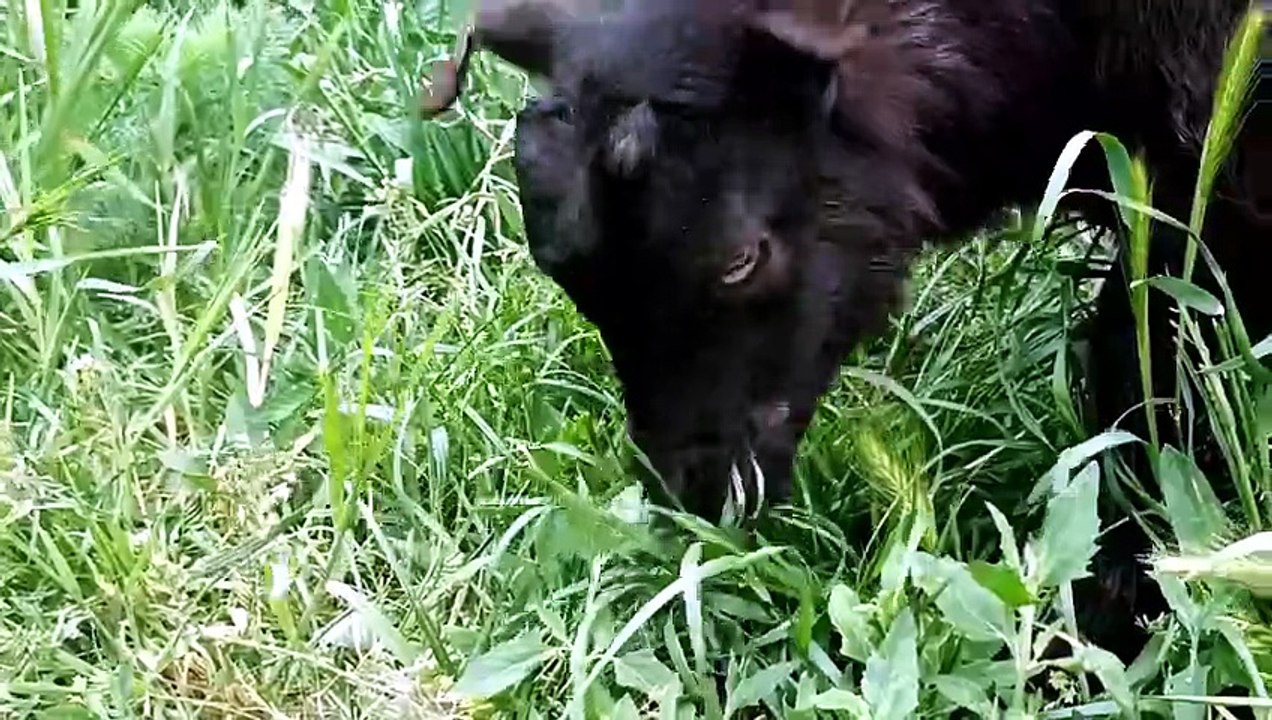 Relaxing 8 Minutes of a Baby Goat Grazing with His Best Friend (No Talking)