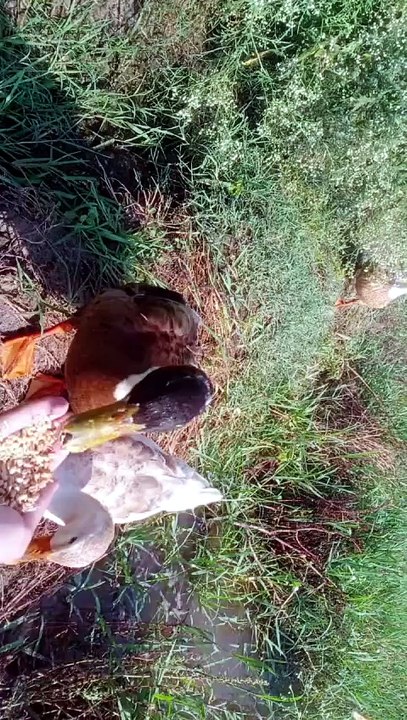 “Hungry Ducks Eating From My Hand 🦆 + Cute Bab...
