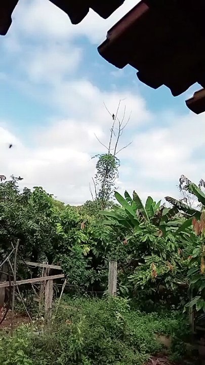 GRALHÃO DA AMAZONIA